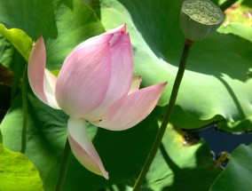 种植木本花卉，选择合适的图纸与岳阳花卉温室的探索木本花卉栽培设计方案